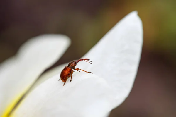 Beetle på körsbärsblom närbild — Stockfoto