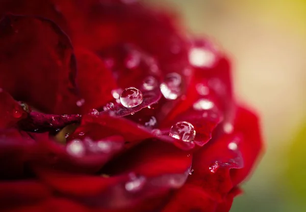 Rosa rossa con gocce d'acqua. — Foto Stock