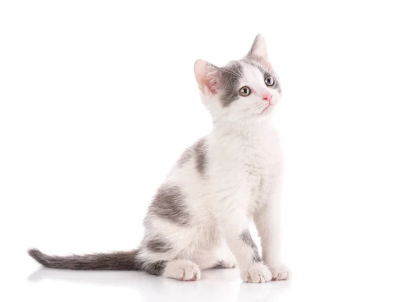 Gato é isolado em branco . — Fotografia de Stock