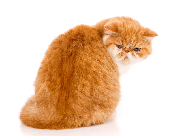 Hermoso gato de pura raza. Gatito - retrato de gato exótico — Foto de Stock