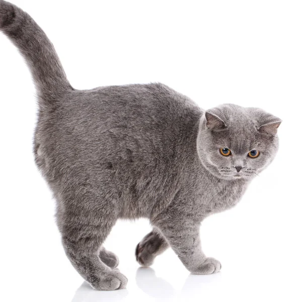 Grigio gatto britannico dritto su uno sfondo bianco — Foto Stock