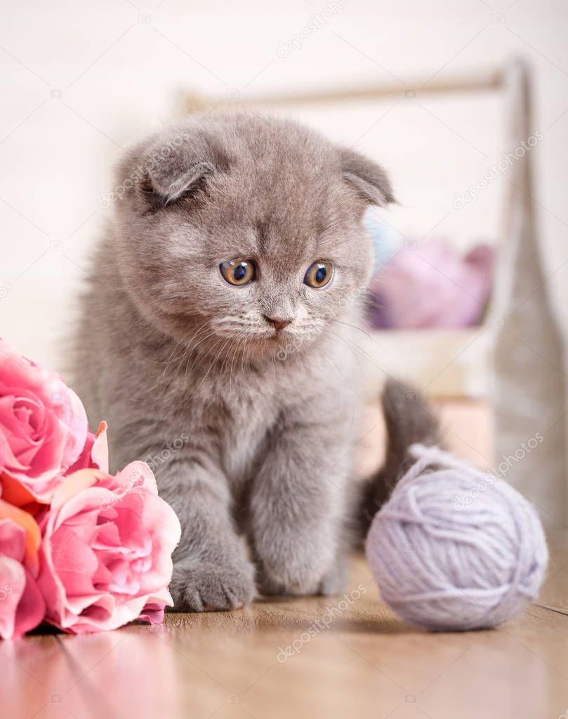 Cat Scottish Fold. young player in the ball. Threaded games