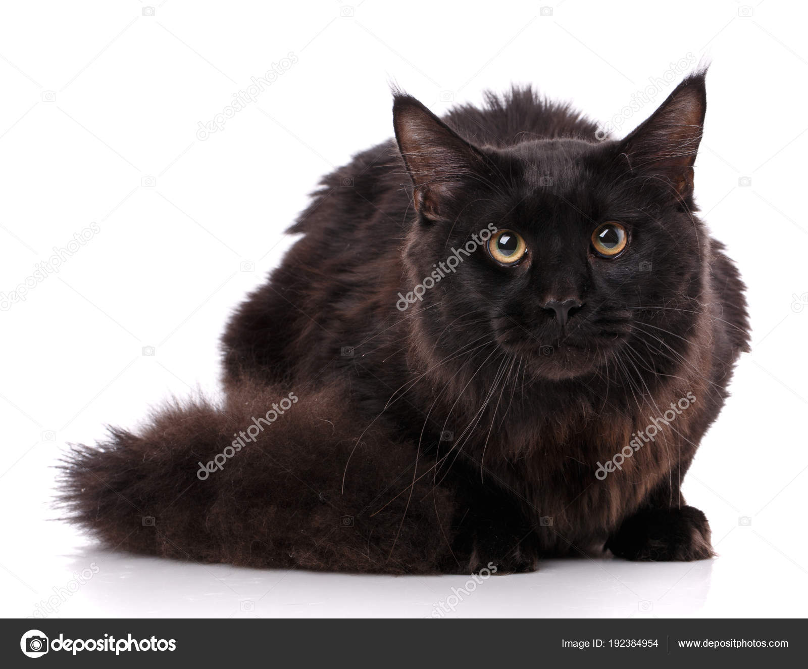 Schwarze Maine Coon Katze Mit Langen Braunen Welliges Haar