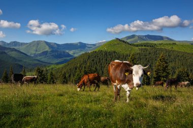 Sığır bir dağ mera üzerinde. Yaz güneşli gün. Mera inek