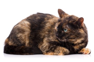 Beyaz bir arka planda rahatsız kedi