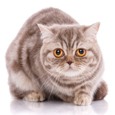 Beyaz bir arka plan üzerinde safkan İngiliz düz kedi. Evde beslenen hayvan.