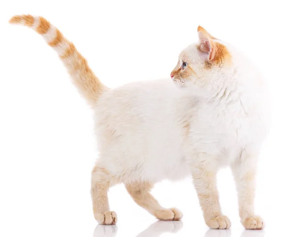 Portrait of domestic white and red kitten. Cute young cat. — Stock Photo, Image