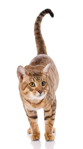 Reinrassige Serengeti-Katze — Stockfoto