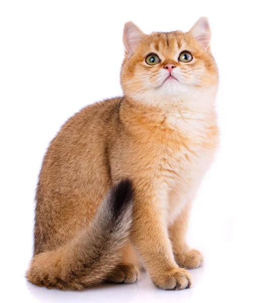 Smooth straight Scottish Cat — Stock Photo, Image