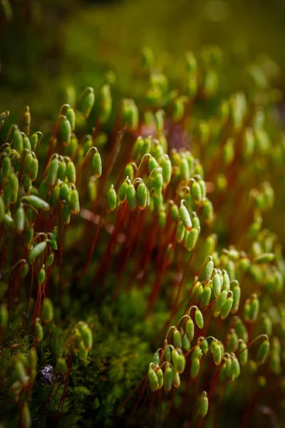 Close-up van groene mos — Stockfoto