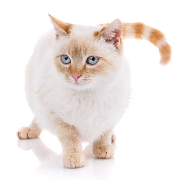 Симпатичная красно-белая молодая кошка изолирована — стоковое фото