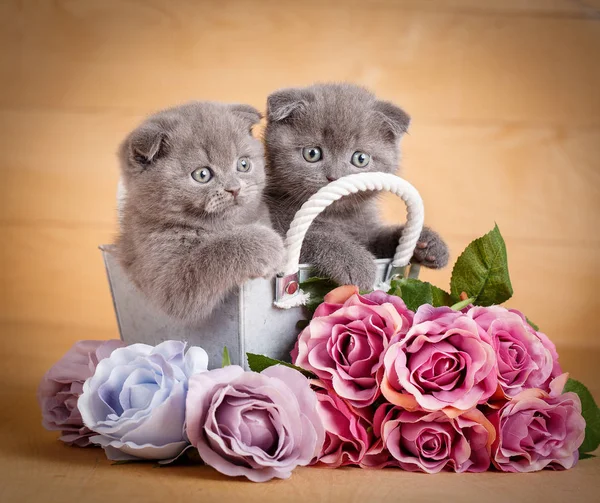 Pareja Scottish Fold Cats en caja de madera decorativa cerca de ramo de flores. Imagen para un calendario con gatos — Foto de Stock
