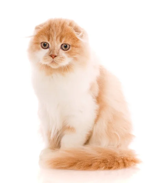 Adorável Scottish Fold gato isolado no fundo branco — Fotografia de Stock