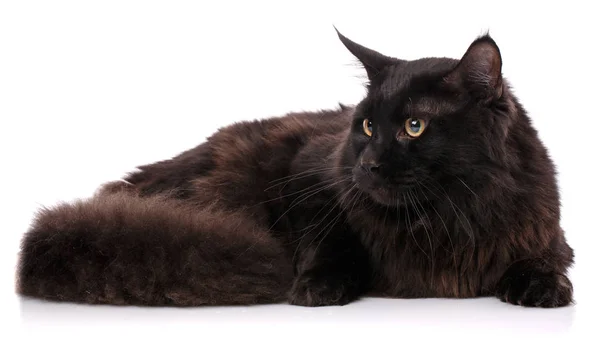 Preto Maine Coon cat Com longos cabelos castanhos ondulados, deitado na frente — Fotografia de Stock