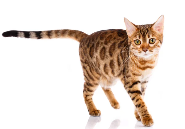 Bengal thoroughbred cat on a white background. Purebred cat. — Stock Photo, Image