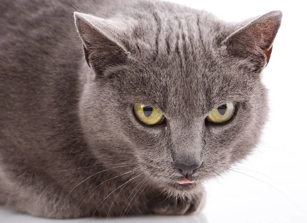 Kat staand zonder RAS. Een eenvoudige grijze kat — Stockfoto