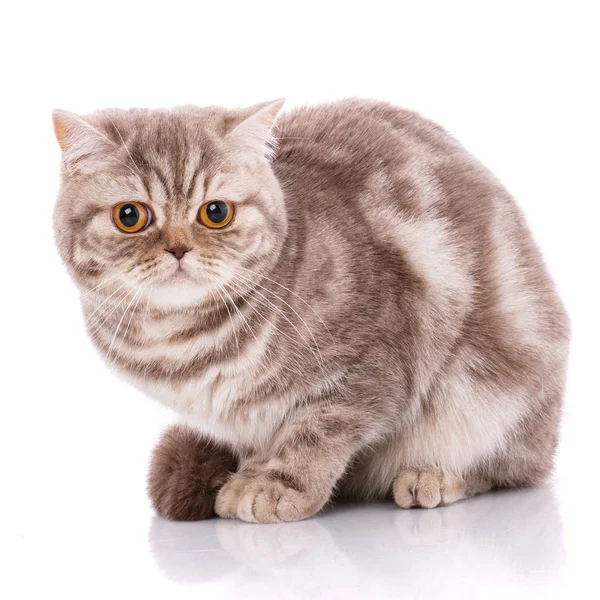 Britisch gerade bicolor streifen cat — Stockfoto