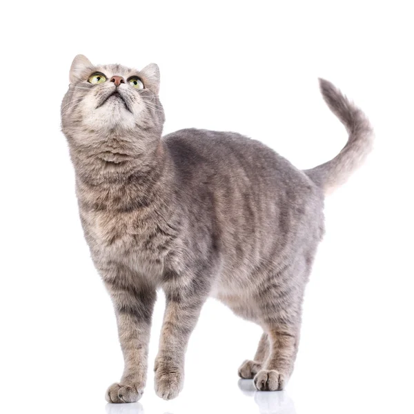 Portrait of a gray cat on a white — Stock Photo, Image