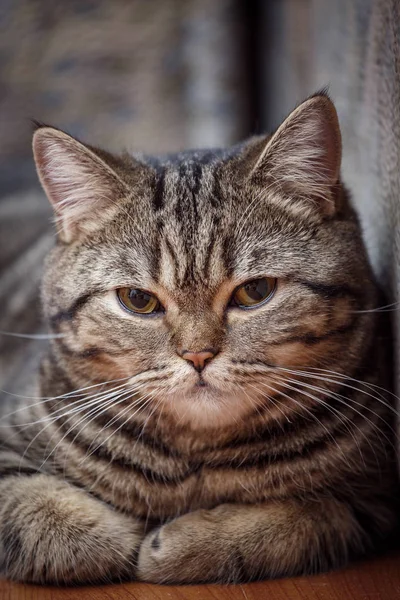 Retrato de gatito de gato escocés — Foto de Stock