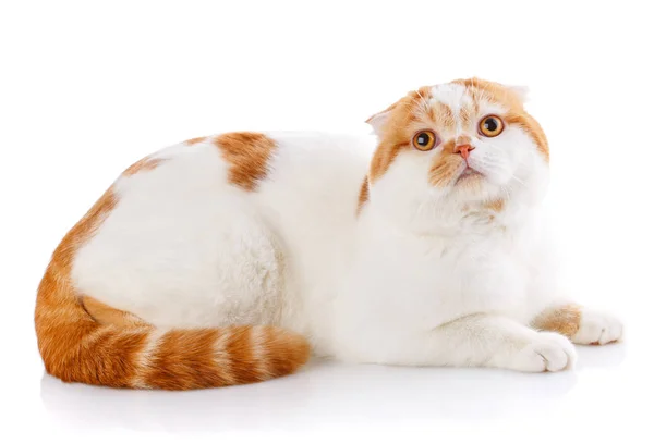 Beyaz arka plan üzerinde yalan şirin Dişileştirilmiş İskoç Fold kedi — Stok fotoğraf
