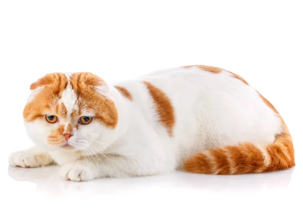 Όμορφη καθαρόαιμος γάτα αφράτο υπερήφανος, — Φωτογραφία Αρχείου