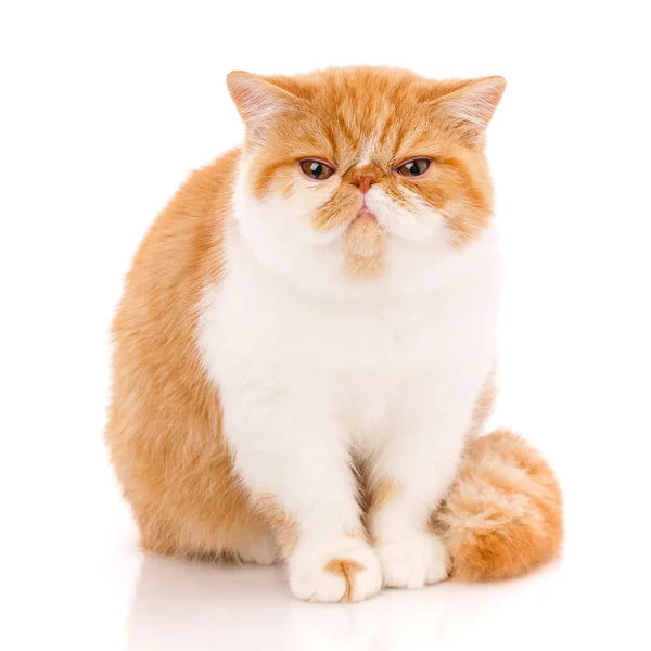 Exotická krátkosrstá kočka, Sezení — Stock fotografie