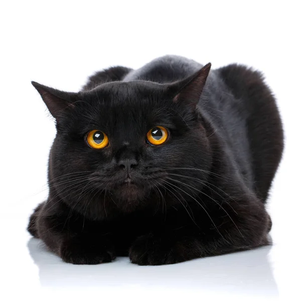 Porträtt av en söt svart katt Scottish Straight — Stockfoto