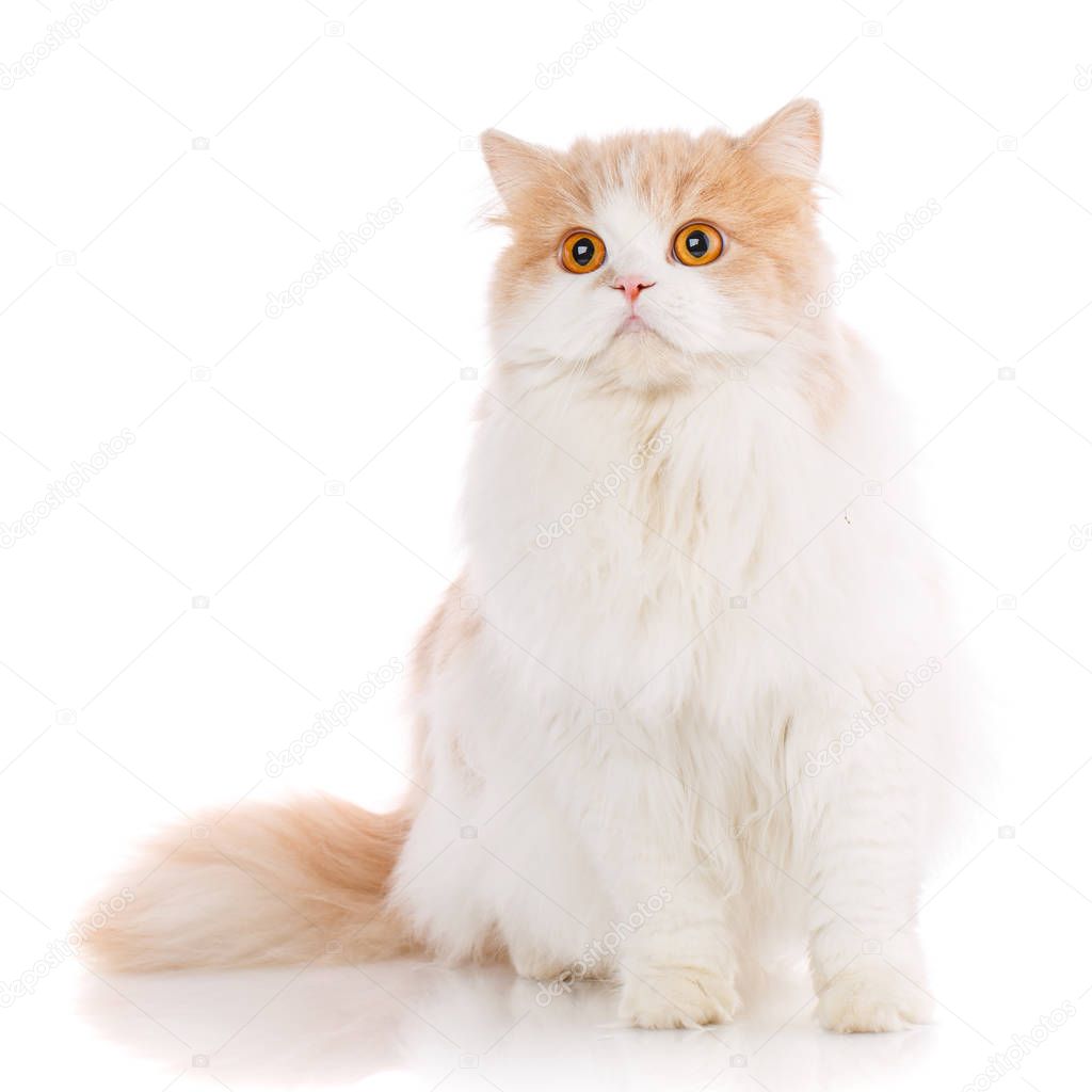 Portrait of Scottish Fold Kitten sitting,