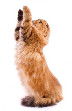 Beyaz bir arka plan üzerinde İskoç safkan kedi.