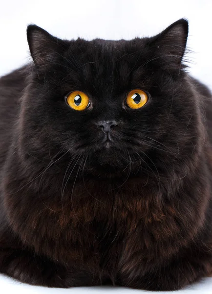 Retrato de um gato surpreso Escocês Hetero, close-up — Fotografia de Stock