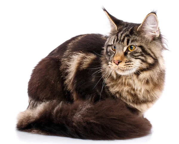 Maine Coon cat con lunghi capelli ondulati — Foto Stock