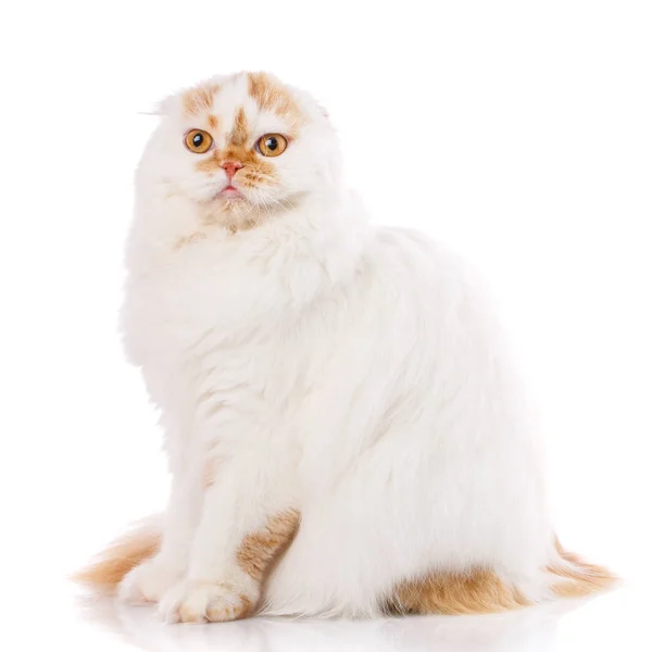 Όμορφη καθαρόαιμος γάτα αφράτο υπερήφανος, — Φωτογραφία Αρχείου