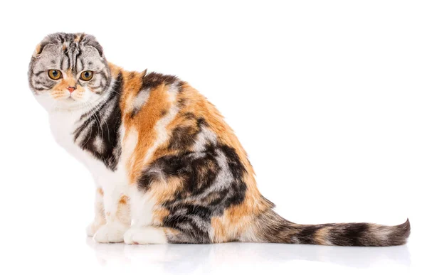 Rozkošný redhair Scottish Fold kočka — Stock fotografie