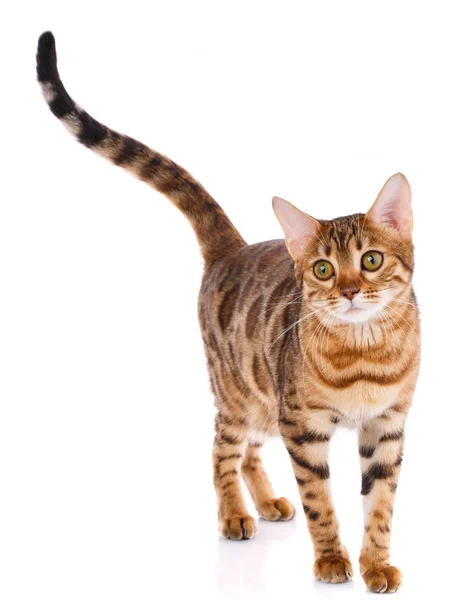 Bengalen volbloed kat op een witte achtergrond. Rasechte kat. — Stockfoto