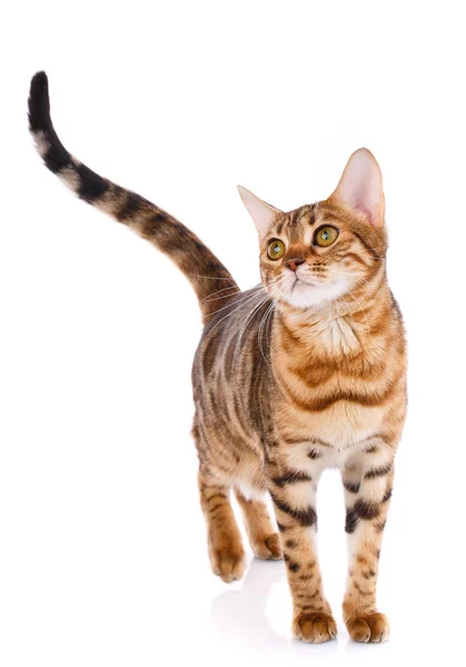 Concepto de mascotas, animales y gatos - Bengala cat — Foto de Stock