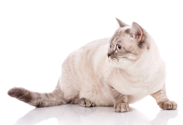 흰색 바탕에 귀여운 순종 고양이. — 스톡 사진