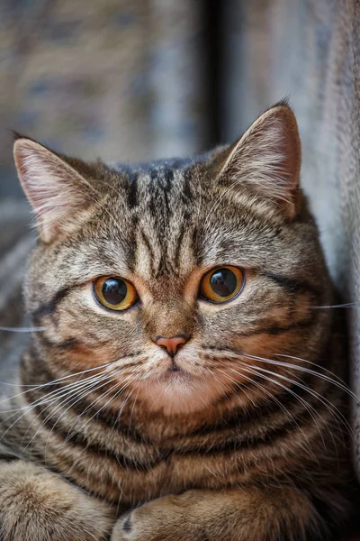 Kitten portrait of Scottish cat — Stock Photo, Image