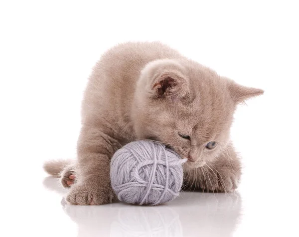 Katt. En kattunge spelar. Spel med en härva av trådar. — Stockfoto