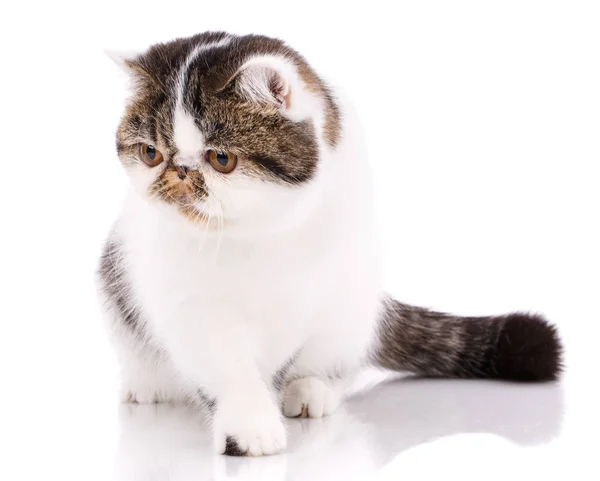 Hermoso gato de pura raza. Gatito - retrato de gato exótico — Foto de Stock