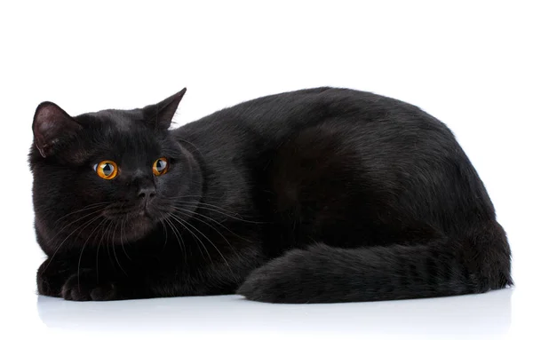 Gato purasangre escocés negro sobre fondo blanco . — Foto de Stock