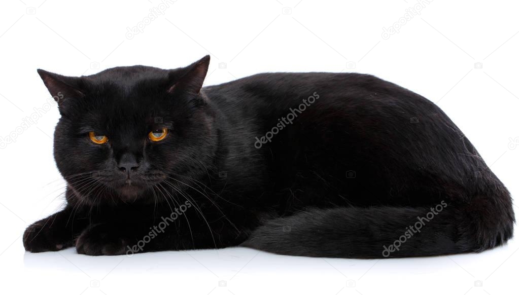 Beautiful cat of black coloring on a white