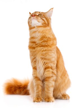 Beyaz zemin üzerine kırmızı maine coon kedi