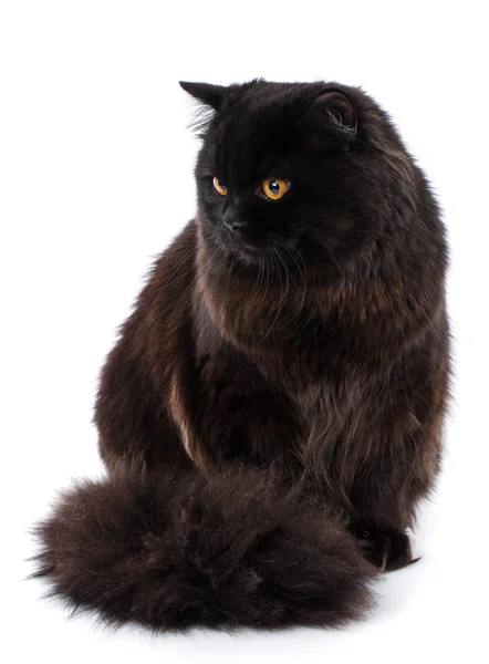 Retrato de britânico em linha reta gato sentado , — Fotografia de Stock