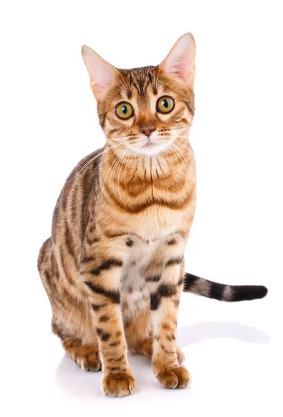 Katze bengal Rasse. — Stockfoto