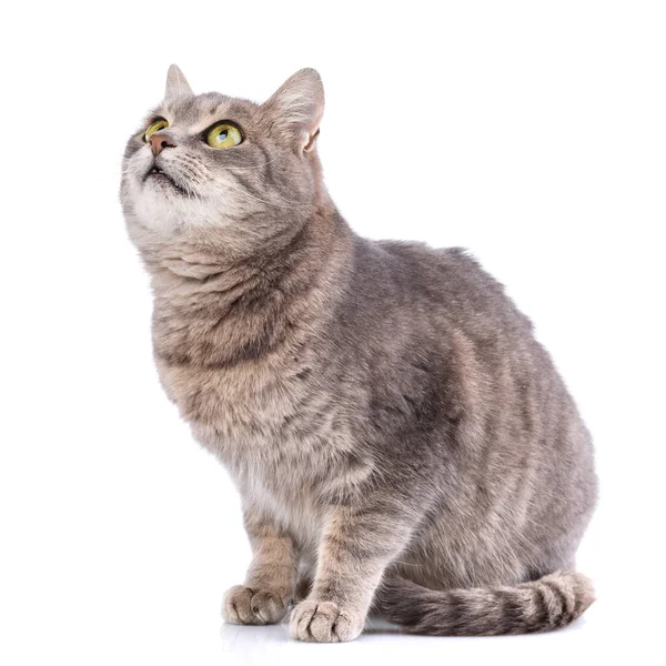 Portret van een grijze kat. Kat zonder RAS. — Stockfoto