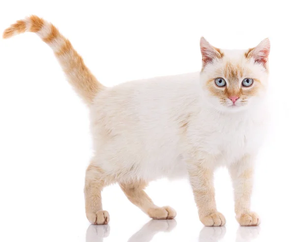 Portret van binnenlandse witte en rode kitten. Schattige jonge kat. — Stockfoto