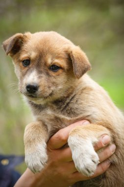 Kırmızı köpek veteriner ellerinde.