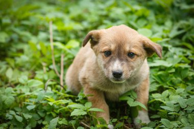 Yeraltında yaşayan mutsuz evsiz köpek. Bahçede köpek