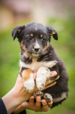 Evsiz köpek için bir ev arıyorum. Evsiz hayvanları sorunu. a hayvan hastalıklarıyla ilgili ellerinde köpek yavrusu.