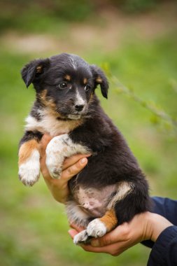 Evsiz köpek için bir ev arıyorum. Evsiz hayvanları sorunu. a hayvan hastalıklarıyla ilgili ellerinde köpek yavrusu.